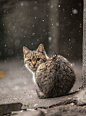 A cat's sense... ~ Photo by Sergey Polyushko on 500px
