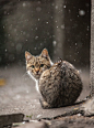 猫咪~回眸~