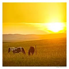 日落金帐汗_内蒙古_黄河上下_光影天下_数码生存-小林的摄影设计手绘文字