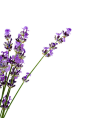 自然,紫色,草本,花,漂亮的人_157292392_fresh lavender_创意图片_Getty Images China