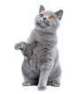 蓝猫