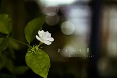 好一朵茉莉花