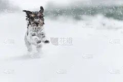 天空,雪花,狗,草地,杰克拉瑟短腿犬,大风雪,在上面,雪,草,相机