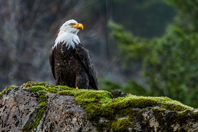 Birds Eagles Stones ...