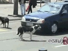 独孤的嘤嘤嘤采集到GIF