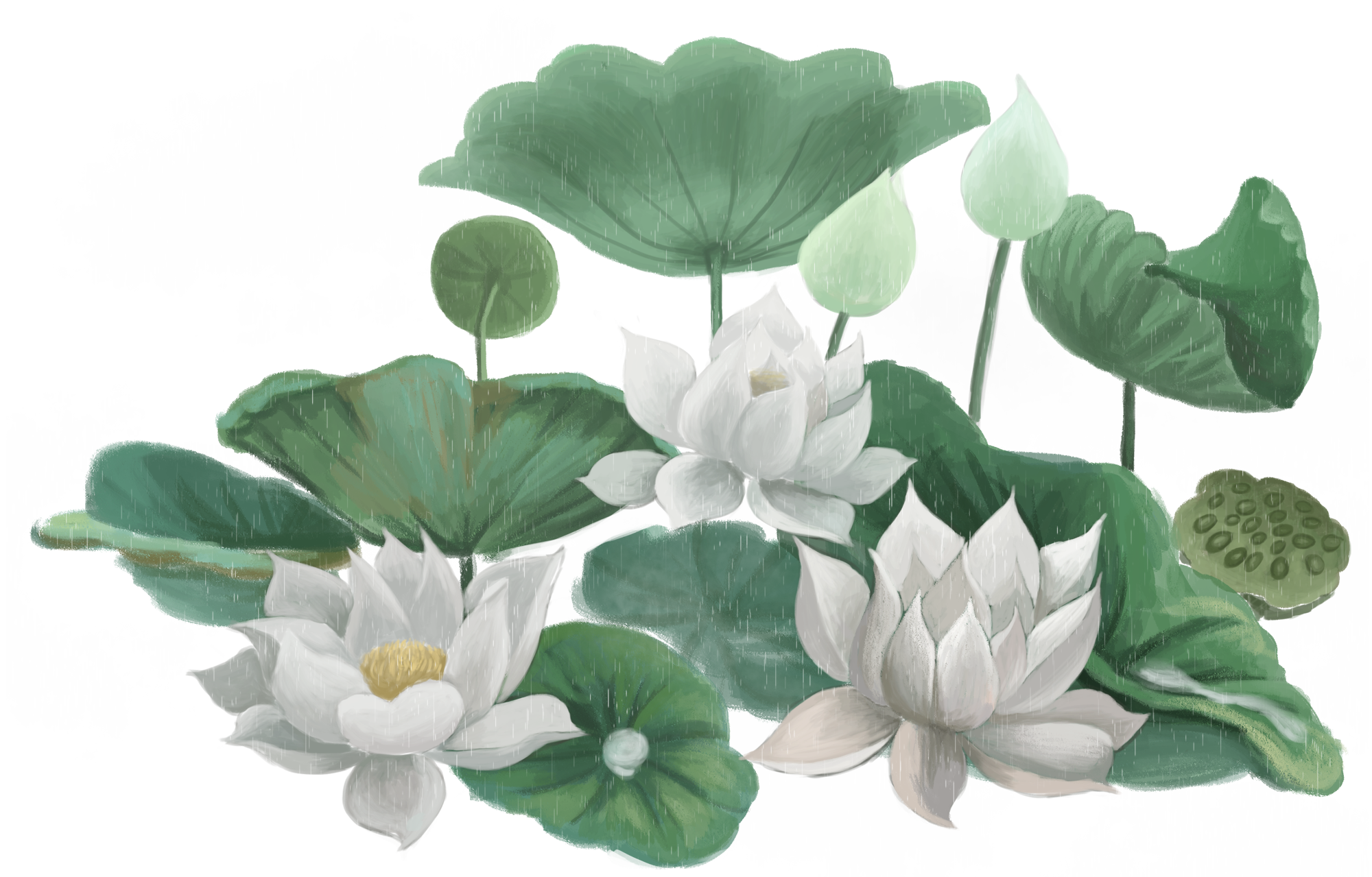 夏日荷花莲花花卉png