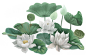 夏日荷花莲花花卉 png