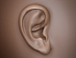 So I'm working on a digital sculpt of an old man and so far it's a lot of fun. Especially this part - the human ear. Odd shape and challenging to sculpt, but a lot easier than I had feared.#3d#,#zbrush#,#sculpt#,#bust#,#ear#,#head#