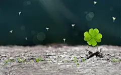 绿色护眼小清新幸运四叶草唯美高清桌面壁纸(1)