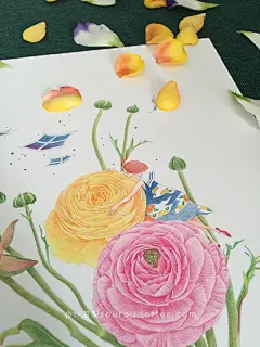#指尖花事#原稿3卜若梨彩铅插画