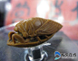 蝉的简笔画的搜索结果_360图片