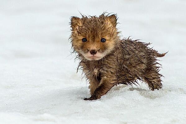 drenched baby fox 