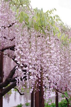 烟火迷城采集到花草萌物