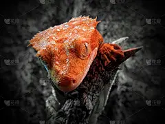 出现冠壁虎