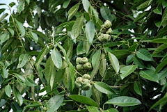 Bo大胖小胖采集到植物