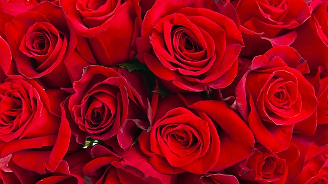 红玫瑰,高清玫瑰花壁纸