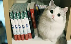 猫咪呆萌壁纸