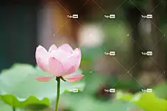 莲花 花 花卉背景 自然 粉色的 开花 花壁纸 美丽的花朵 花园