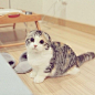 来自Instagram的猫咪大家族Look Kaew
