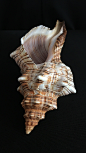 a sea shell on a black background