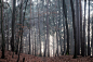 in forest by Emil Jovanov on 500px