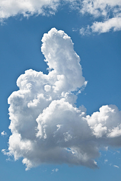 蛋蛋菌采集到云