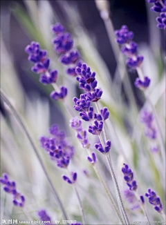 苏两七采集到你和阳光和花