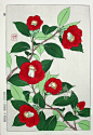 Camellia-Shodo Kawarazaki