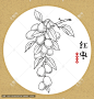 红枣线稿