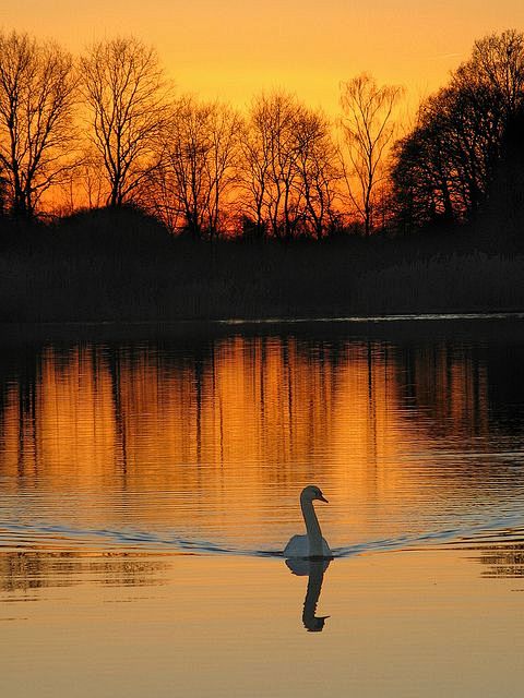 Sunset by the lake, ...