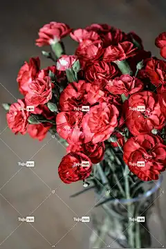 康乃馨 花朵 红色的 自然 盛开 花壁纸 花卉背景 花束 光滑的