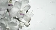 颜色甜美，兰花在桑树纸质地柔软的风格