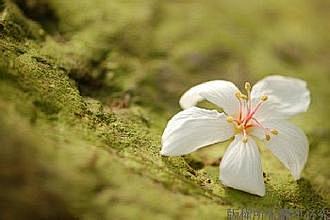 桐花_百度图片搜索