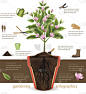 树infographics.vector