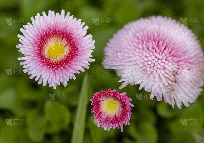 千姿百态的花朵，有着不同的粉色和黄色色调