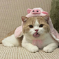 可爱的猫猫头像