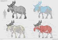 Libert丶采集到【参考】动物结构、骨骼画法