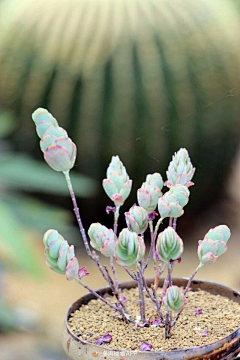 太迟生采集到植物