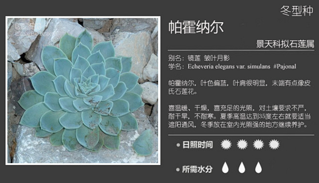 月影系