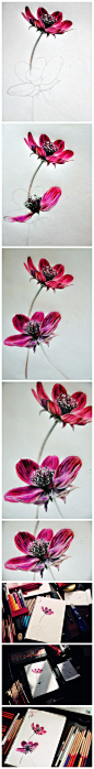就是觉得这是一种很好看的花，所以就画了。后来查了一下才知道这个好像就是格桑花。 老公从西藏回来说，当地人把叫不上名字的美丽的花都称作格桑花。