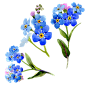 手绘蓝色小花花卉PNG透明素材