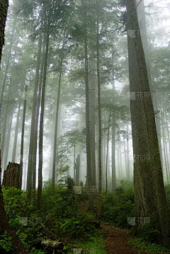 迷雾森林_5241900204