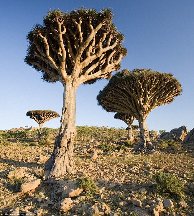 也门索科特拉岛 龙血树