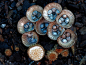 美！诡异的20种罕见蘑菇(组图)_新华网云南频道