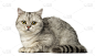短毛猫,注视镜头,小猫,灰色,水平画幅,家畜,无人,侧面像,猫科动物,白色背景