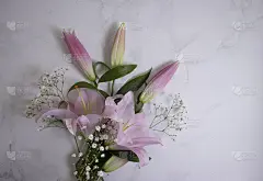 混凝土背景上美丽的百合花