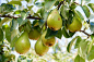 闪闪发光的美味梨挂在果园的树枝上。