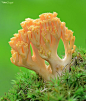 Mold Facts: http://compmold.blogspot.com/ http://www.compmold.com/resources.aspx  Coral Fungus: 