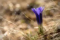 龙胆属植物,特写,紫色,苏格兰高地,美,水平画幅,无人,夏天,干的,草