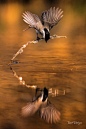 沼泽山雀 Poecile palustris 雀形目 山雀科 高山山雀属<br/>Marsh tit in balance by Robert Didierjean on 500px
